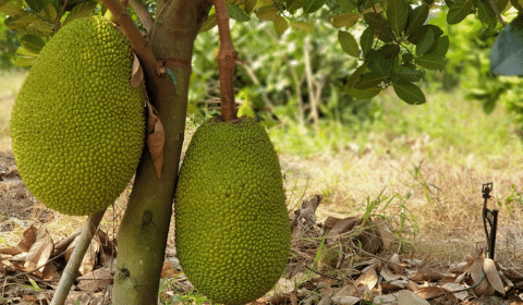 Hệ thống tưới nhỏ giọt Israel cho Mít - Nông nghiệp xanh