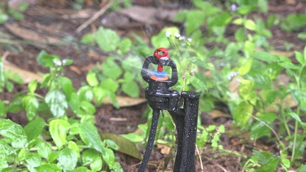 Hệ Thống Tưới Cho Cây Bưởi Tự Động, Tối Ưu Năng Suất Vượt Trội