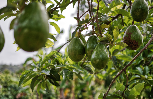 Hệ thống tưới cho cây bơ Tối ưu & Tiết kiệm nước