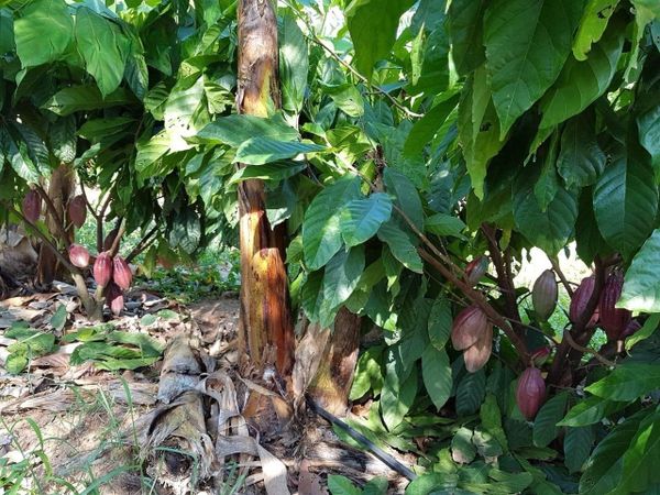 Hệ thống tưới cho cây ca cao Tối ưu & Tiết kiệm chi phí