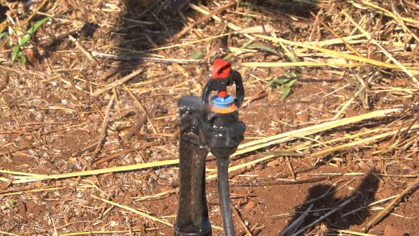 Hệ thống tưới cho cây bơ Tối ưu & Tiết kiệm nước