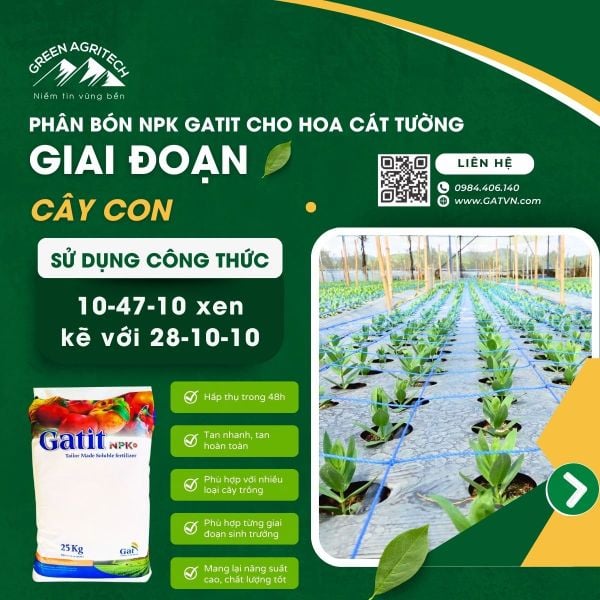 Bí quyết dưỡng hoa cát tường đẹp rạng ngời nhờ phân bón Gatit - Israel