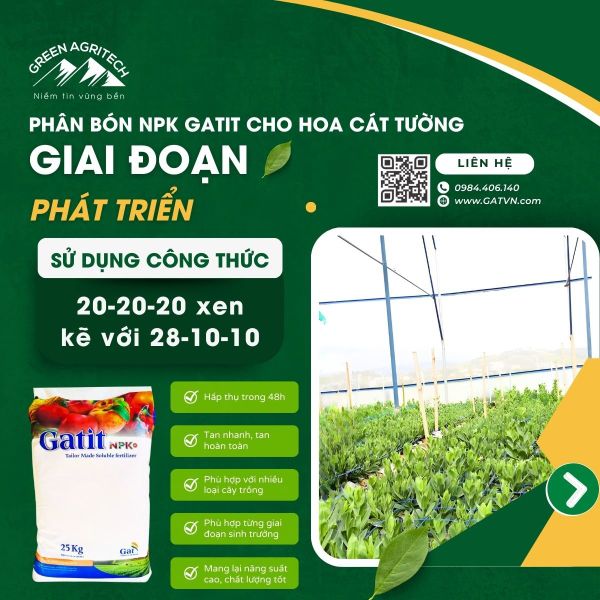 Bí quyết dưỡng hoa cát tường đẹp rạng ngời nhờ phân bón Gatit - Israel