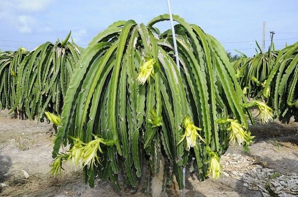Hệ thống tưới cho cây thanh long Tự động, Tiết kiệm nước Tối ưu
