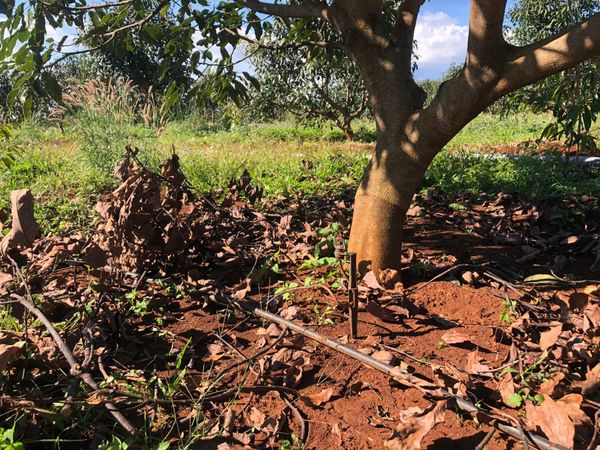 Hệ thống tưới cho cây bơ Tối ưu & Tiết kiệm nước