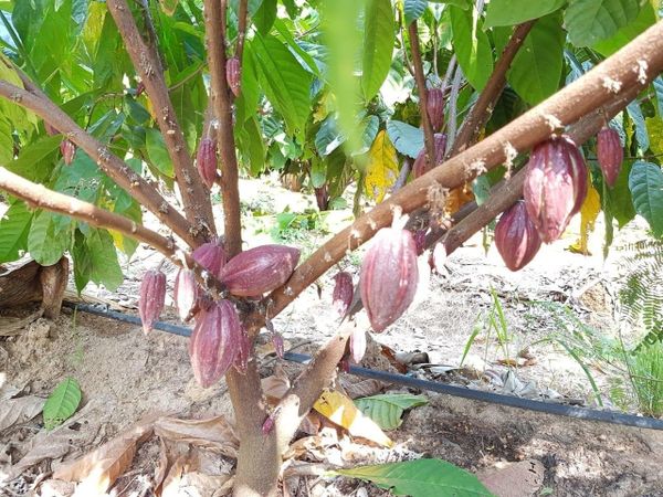 Hệ thống tưới cho cây ca cao Tối ưu & Tiết kiệm chi phí