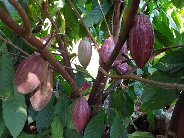 Hệ thống tưới cho cây ca cao Tối ưu & Tiết kiệm chi phí