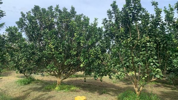 Hệ Thống Tưới Cho Cây Bưởi Tự Động, Tối Ưu Năng Suất Vượt Trội