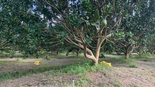 Hệ Thống Tưới Cho Cây Bưởi Tự Động, Tối Ưu Năng Suất Vượt Trội