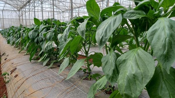 Hệ thống tưới cho cây ớt chuông