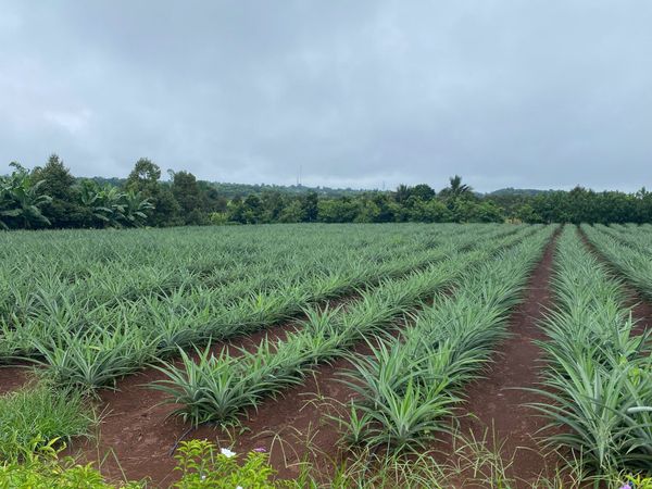 Hệ thống tưới cho cây dứa tối ưu năng suất