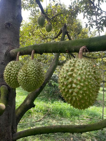 tối ưu hệ thống tưới cây sầu riêng
