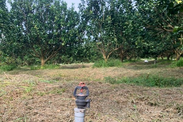 Hệ Thống Tưới Cho Cây Bưởi Tự Động, Tối Ưu Năng Suất Vượt Trội
