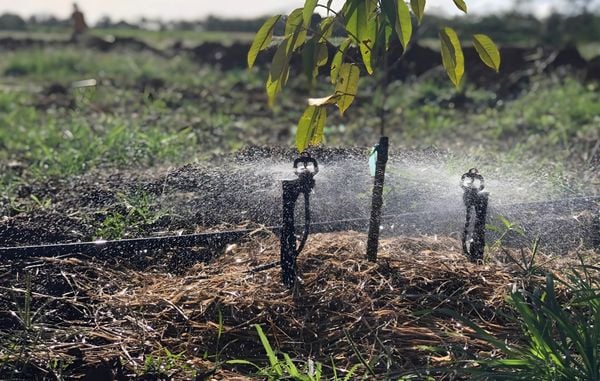 Hệ Thống Tưới Cho Cây Sầu Riêng – Giải Pháp Tưới Nước Hiệu Quả Giúp Cây Phát Triển Tối Ưu
