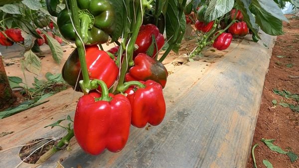 Hệ thống tưới cho cây ớt chuông