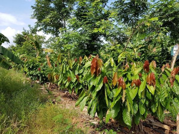 Hệ thống tưới cho cây ca cao Tối ưu & Tiết kiệm chi phí