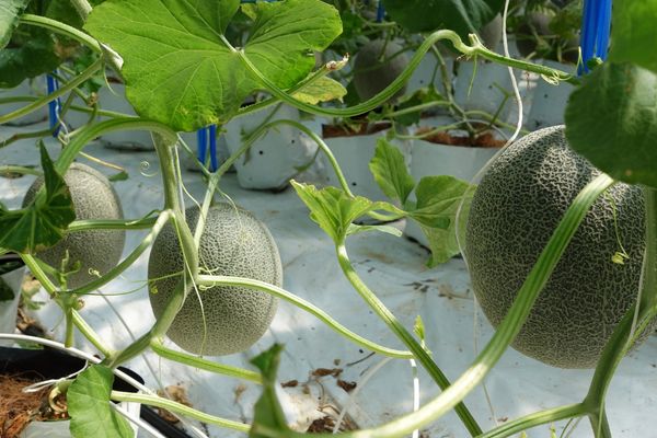 Lắp Đặt Hệ Thống Tưới Dưa Lưới: Tiết Kiệm Nước, Giảm Chi Phí