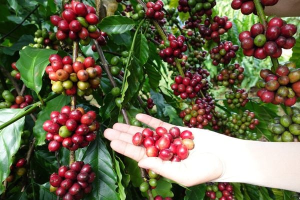 Hệ Thống Tưới Cà Phê Thông Minh: Tăng Năng Suất - Giảm Chi Phí
