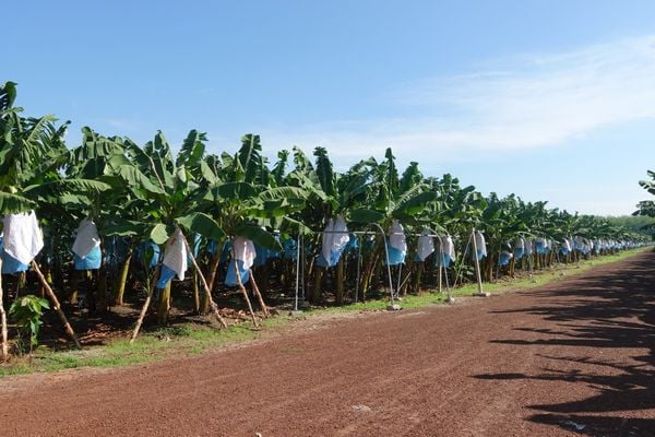 Lắp Đặt Hệ Thống Tưới Cho Chuối: Giải Pháp Hiệu Quả, Giá Tốt