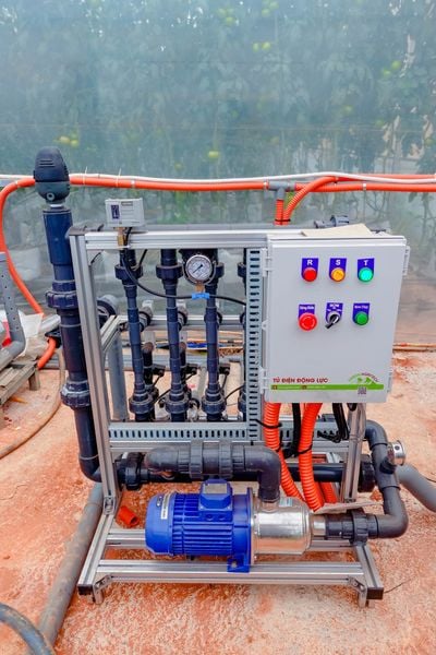 Hệ thống tưới cho cây ớt chuông