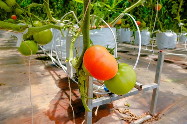 Hệ Thống Tưới Cho Cây Cà Chua Tự Động