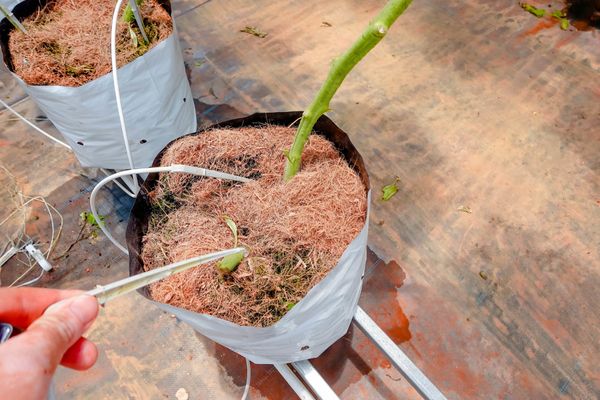 Hệ Thống Tưới Cho Cây Cà Chua Tự Động