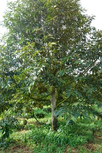 hệ thống tưới cho sầu riêng