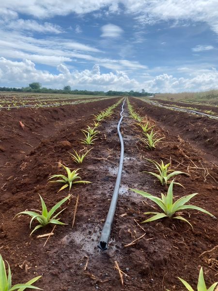 Hệ thống tưới cho cây dứa tối ưu năng suất