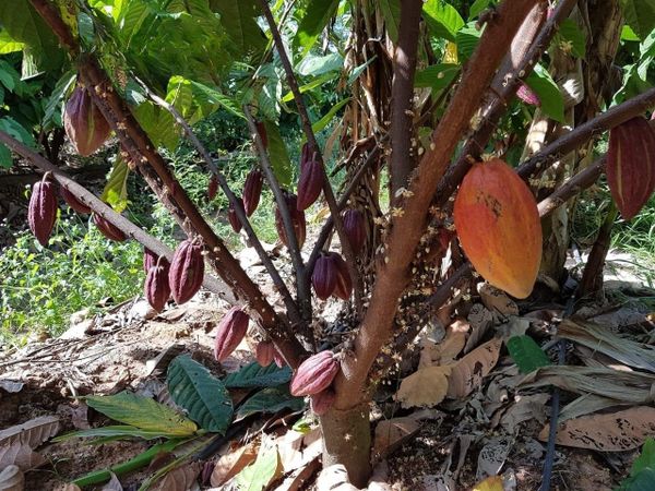 Hệ thống tưới cho cây ca cao Tối ưu & Tiết kiệm chi phí