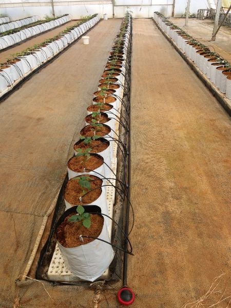 Hệ thống tưới cho cây ớt chuông