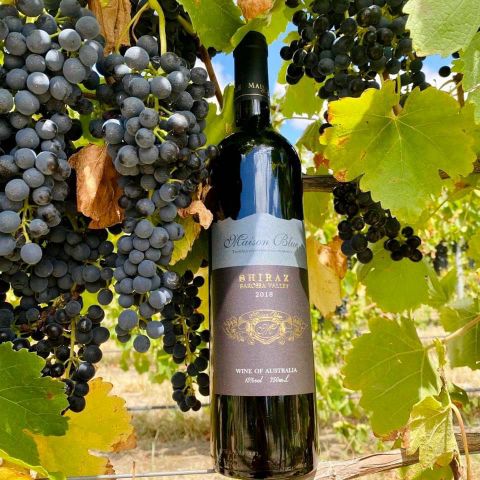 Tìm hiểu về giống nho Syrah (Shiraz)