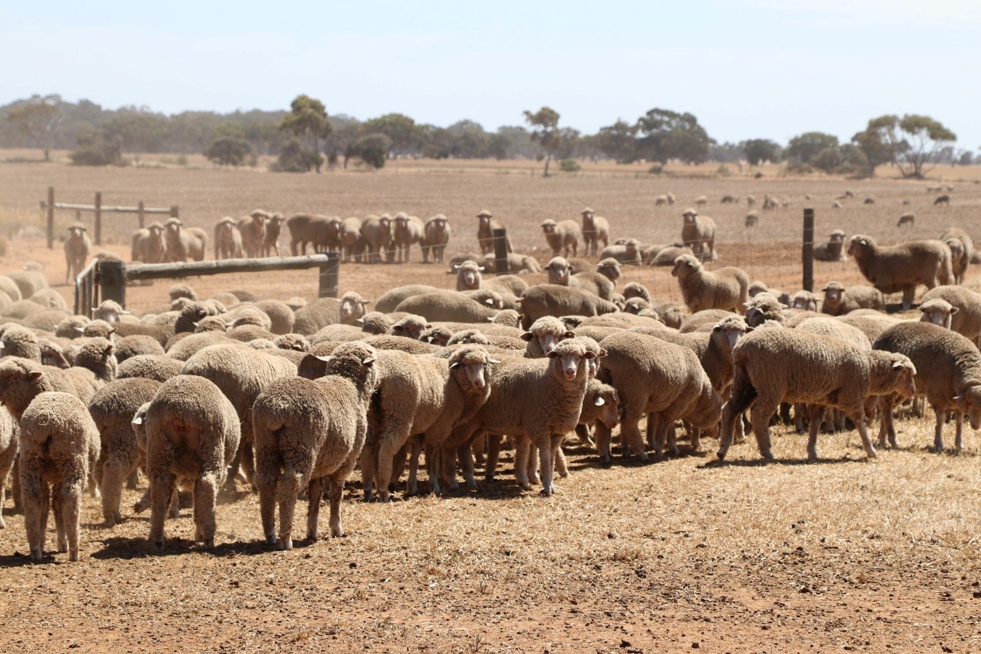 Trang trại nuôi cừu của Metala
