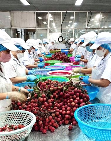 NHỮNG CONT HÀNG MANG SẢN PHẨM VIỆT TỚI NGƯỜI TIÊU DÙNG KHẮP THẾ GIỚI