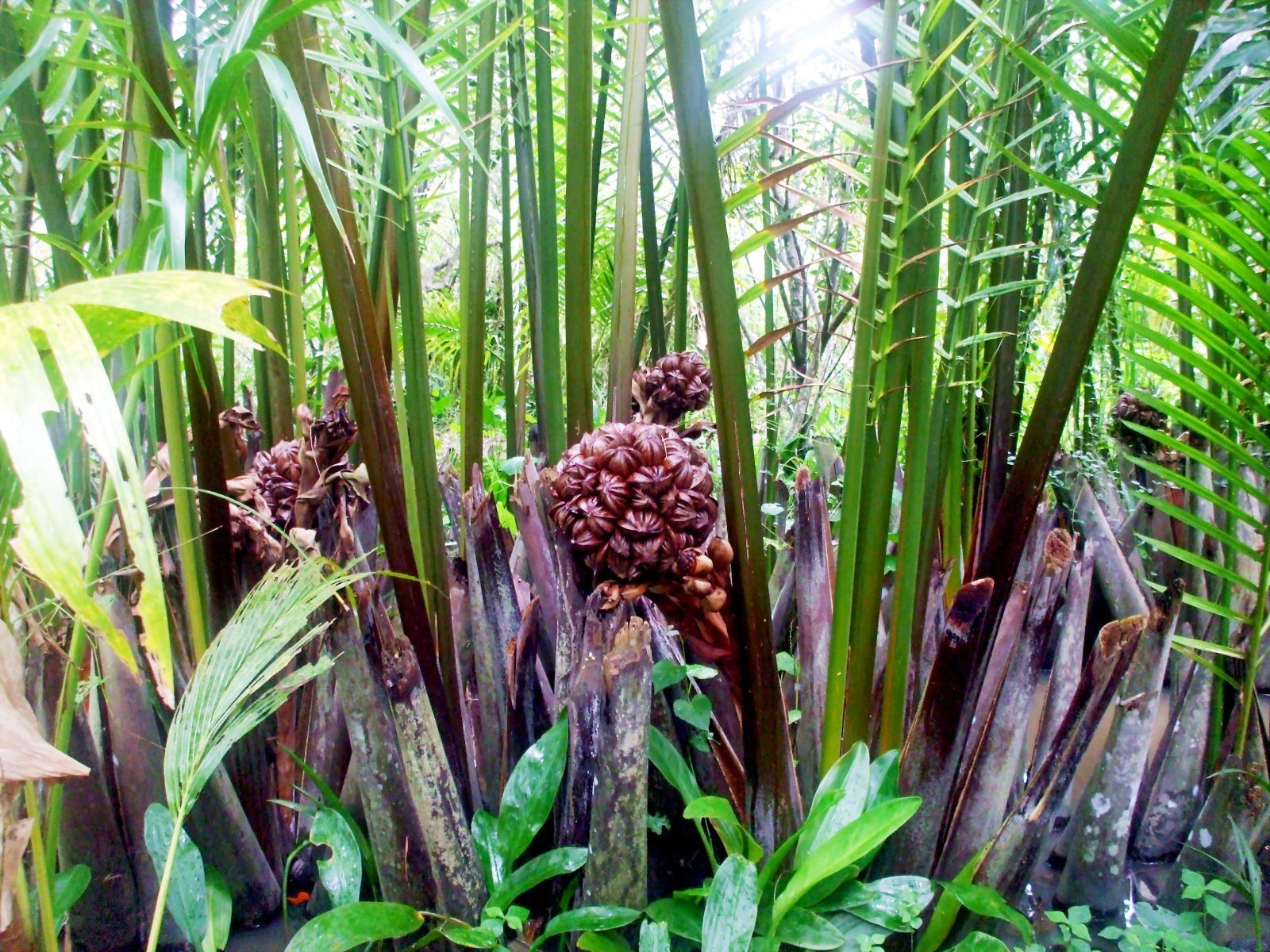 MẬT DỪA NƯỚC BẠN CÓ BIẾT