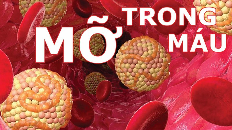 NGƯỜI BỊ MÁU NHIỄM MỠ NÊN ĂN GÌ?