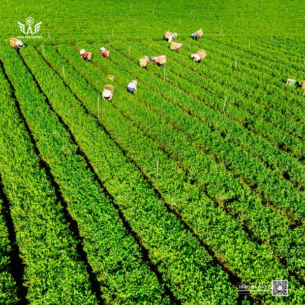 Trà Việt Chất Lượng Cao - Hành Trình Tạo Nên Túi Trà WAO