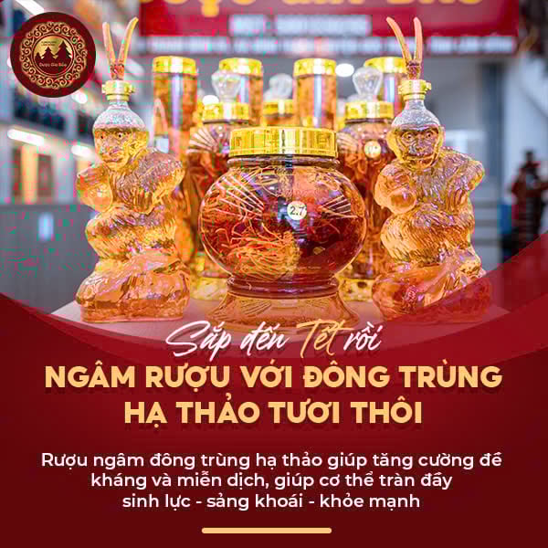 Hướng dẫn cách ngâm rượu đông trùng hạ thảo