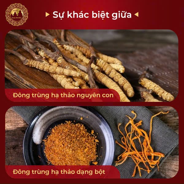 Sự khác biệt giữa đông trùng hạ thảo dạng bột và nguyên con