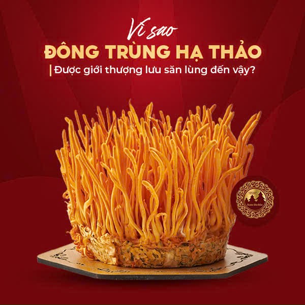 Vì sao đông trùng hạ thảo được săn lùng đến vậy?