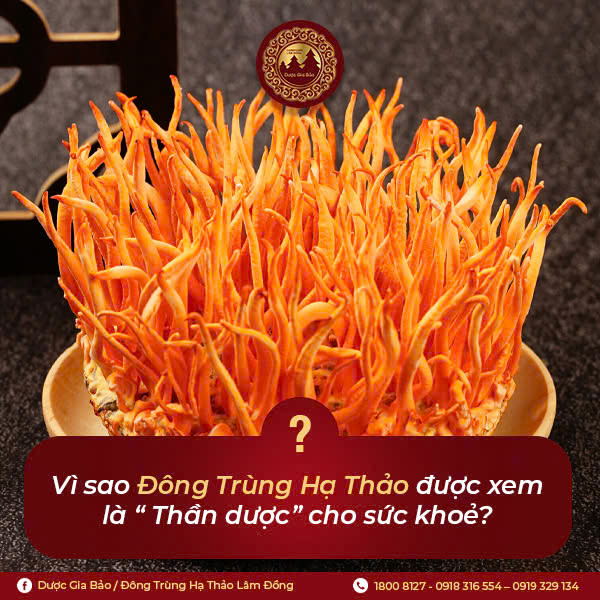 Vì sao đông trùng hạ thảo được xem là thần dược cho sức khỏe?