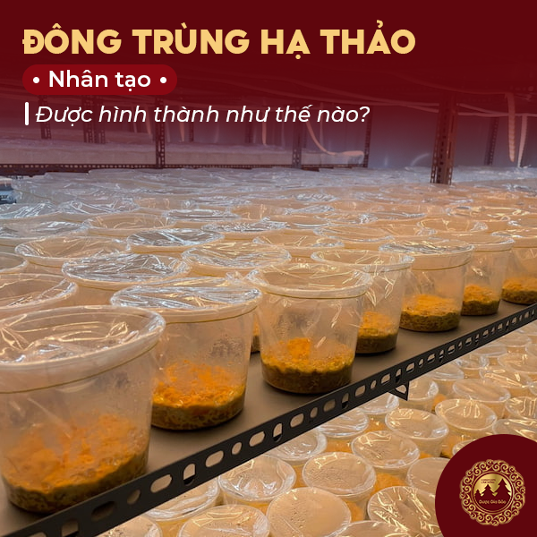 Đông trùng hạ thảo nhân tạo được hình thành như thế nào?