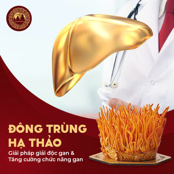 Đông trùng hạ thảo tăng cường chức năng gan khỏe mạnh