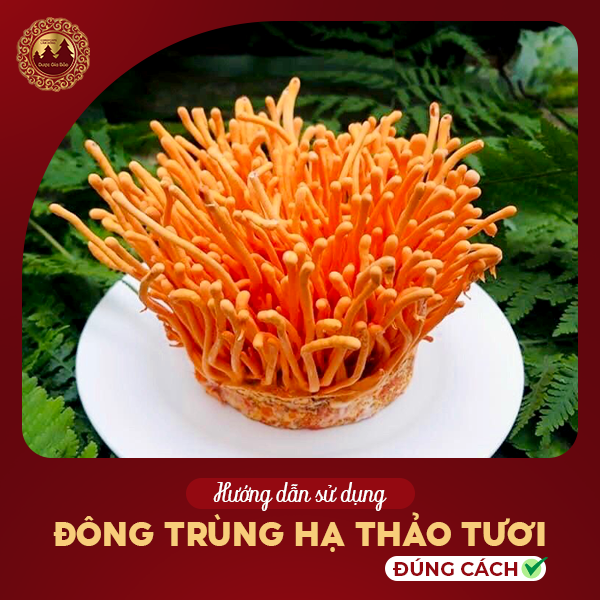 Hướng dẫn sử dụng Đông trùng hạ thảo tươi đúng cách