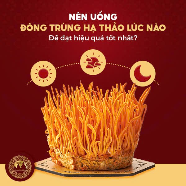 Nên uống đông trùng hạ thảo lúc nào để đạt hiệu quả tốt nhất?