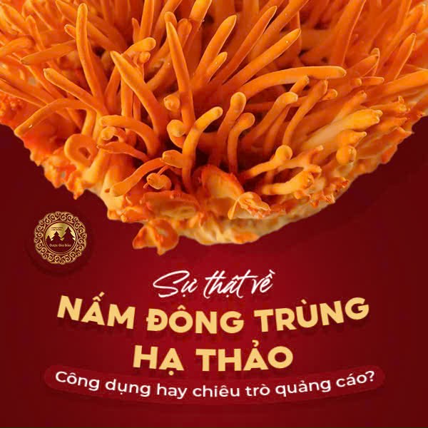 Sự thật về nấm đông trùng hạ thảo?