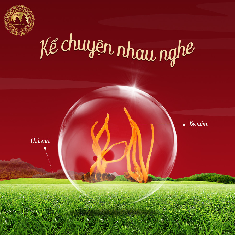 qua trinh sinh truong cua dong trung ha thao