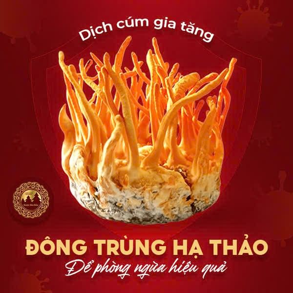 dong trung ha thao ngua cum hieu qua