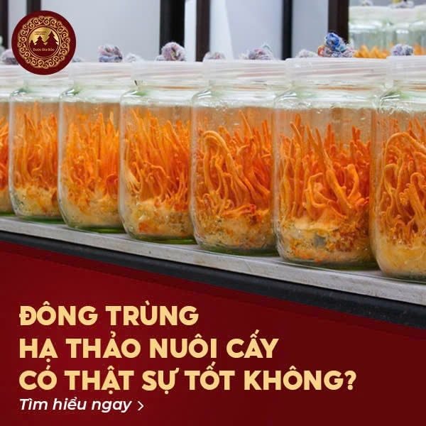 dong trung ha thao nuoi cay co tot khong