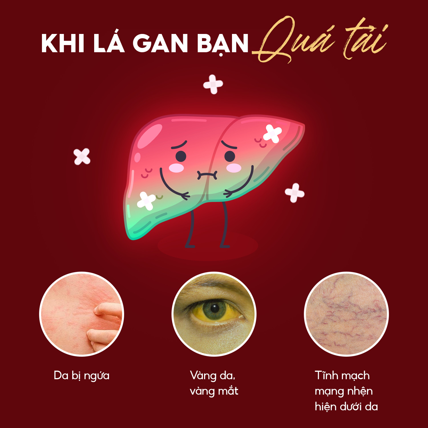 dong trung ha thao tang cuong chuc nang gan