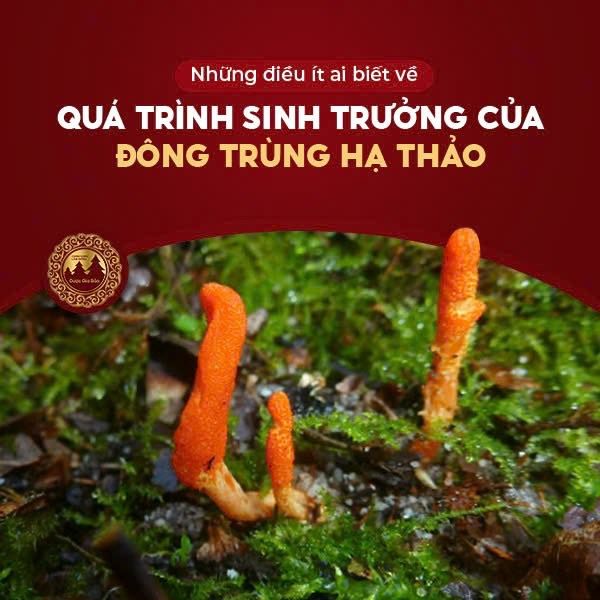 qua trinh sinh truong cua dong trung ha thao